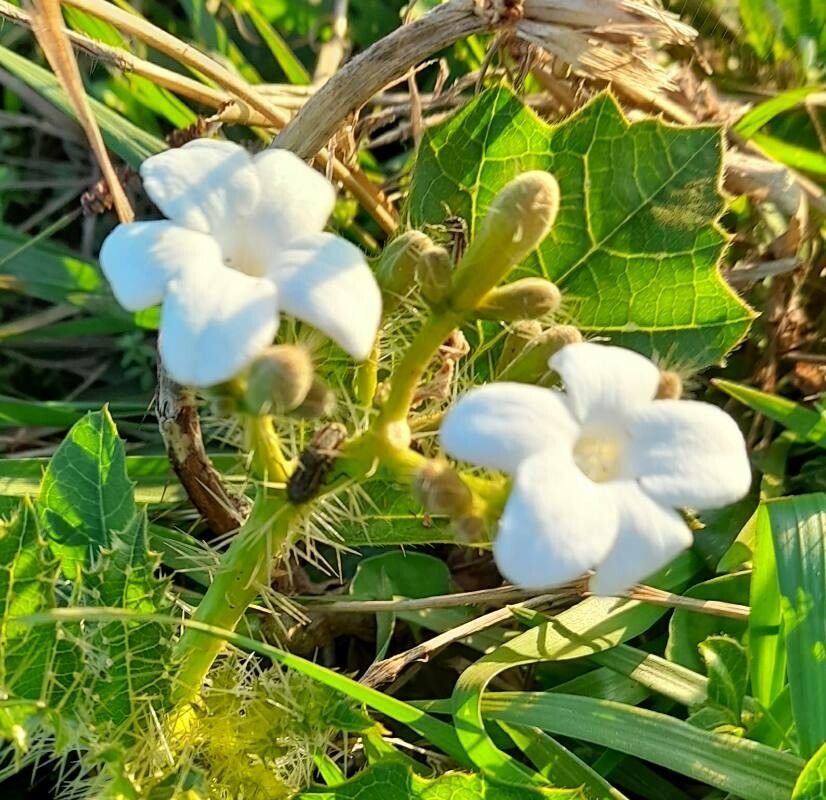Cnidoscolus urens flower