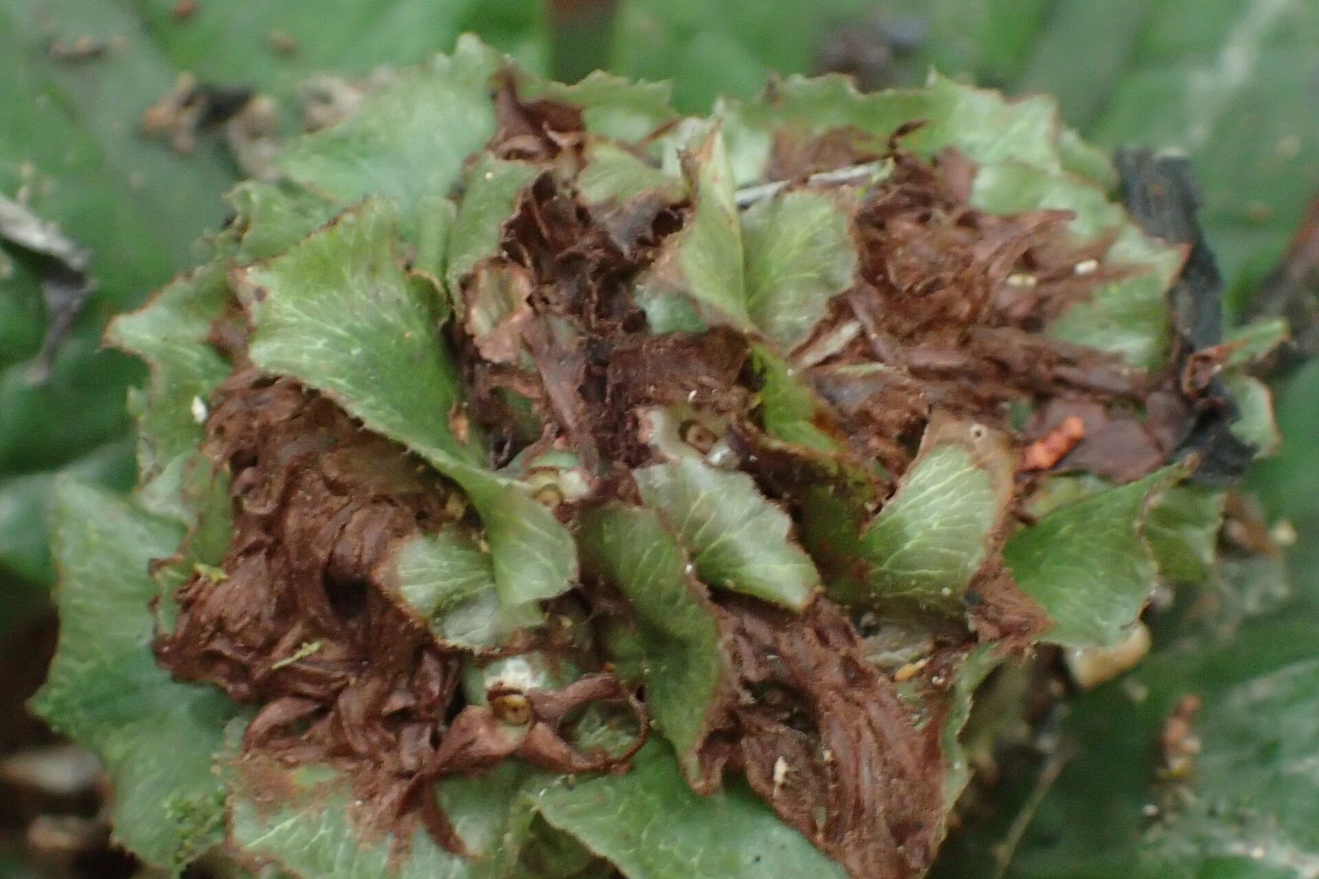 Psychotria rubescens flower