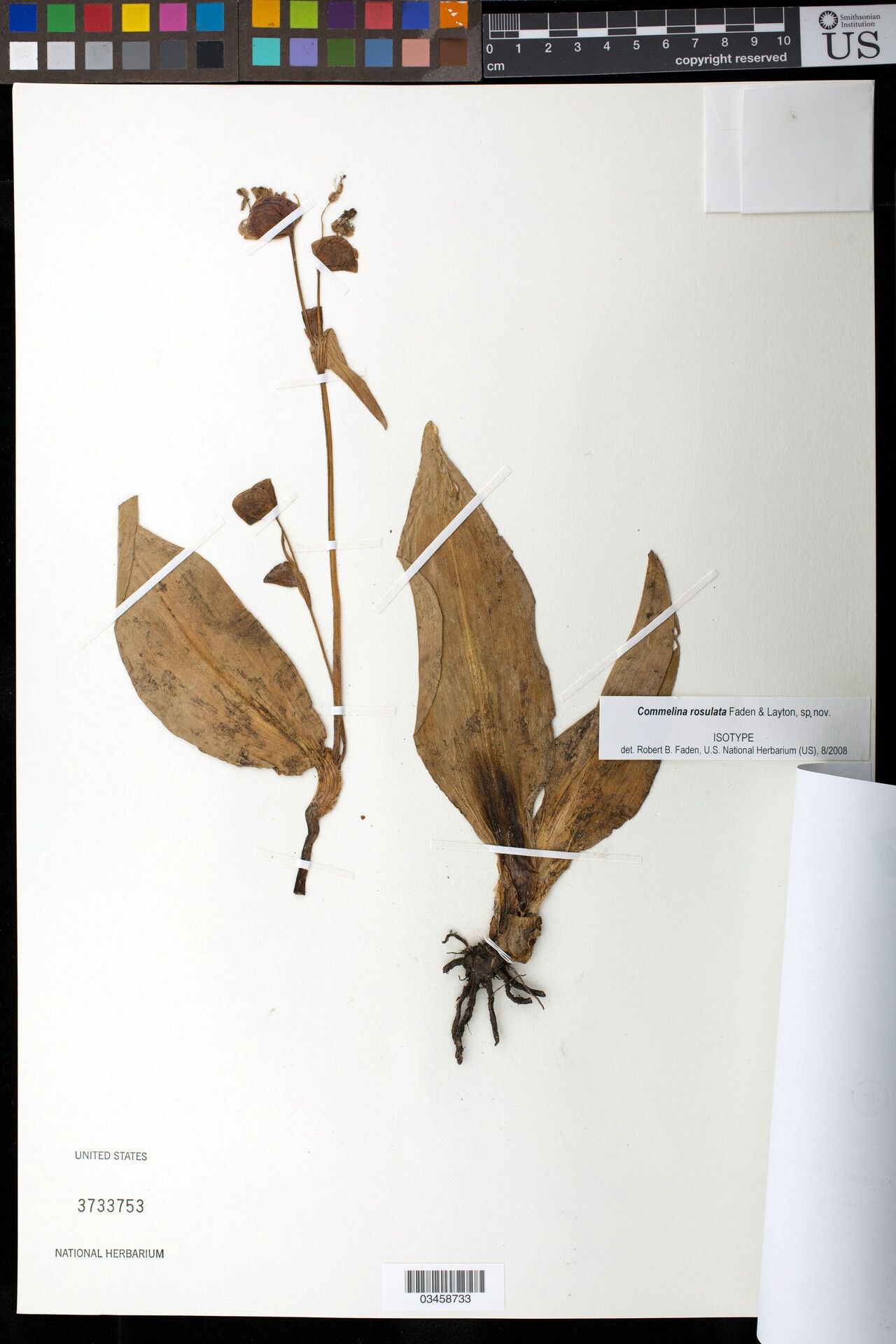 Commelina rosulata — search result for 'Commelina'