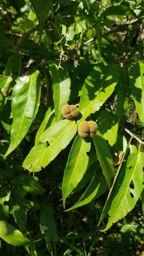 Grewia glandulosa — search result for 'Grewia'