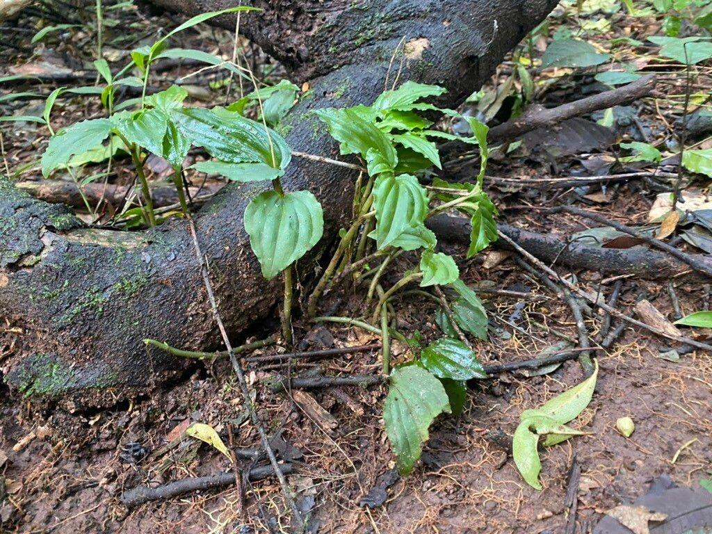 Malaxis prorepens habit