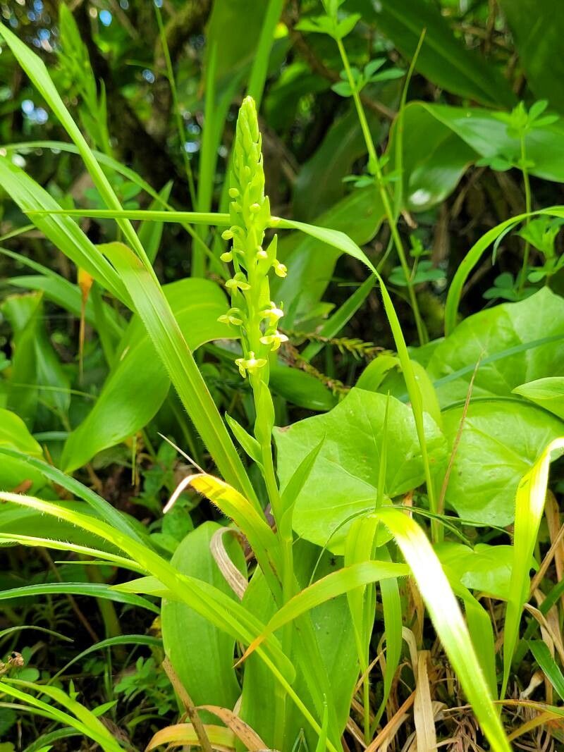 Platanthera flava flower