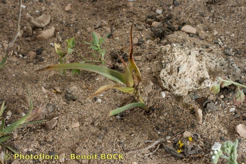 Androcymbium psammophilum habit