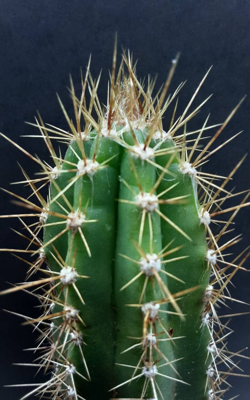 Pilosocereus brooksianus other