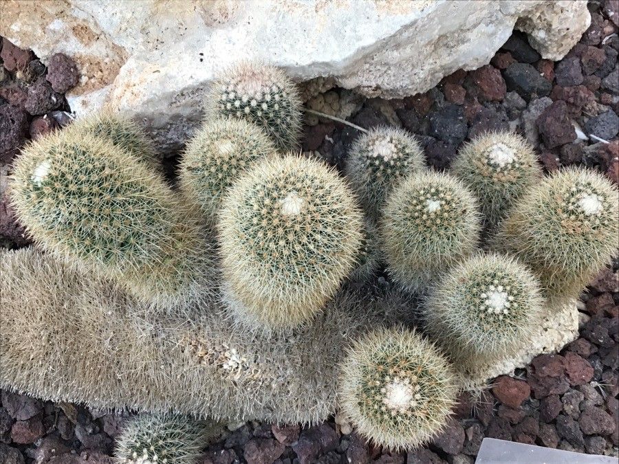 Mammillaria petterssonii — search result for 'Mammillaria'