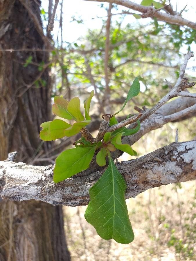 Terminalia prunioides leaf