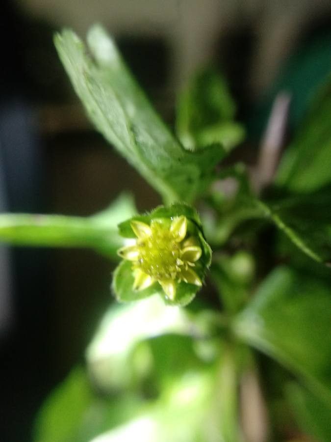 Melampodium costaricense flower