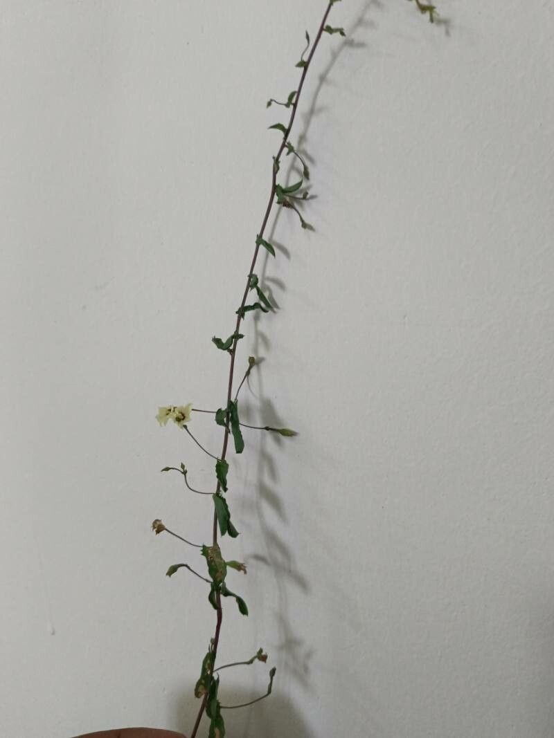 Xenostegia tridentata leaf