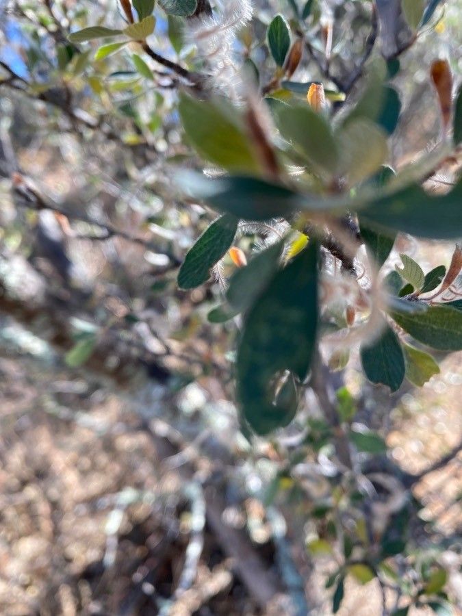 Cercocarpus montanus leaf