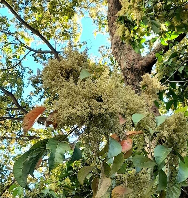 Bischofia javanica flower
