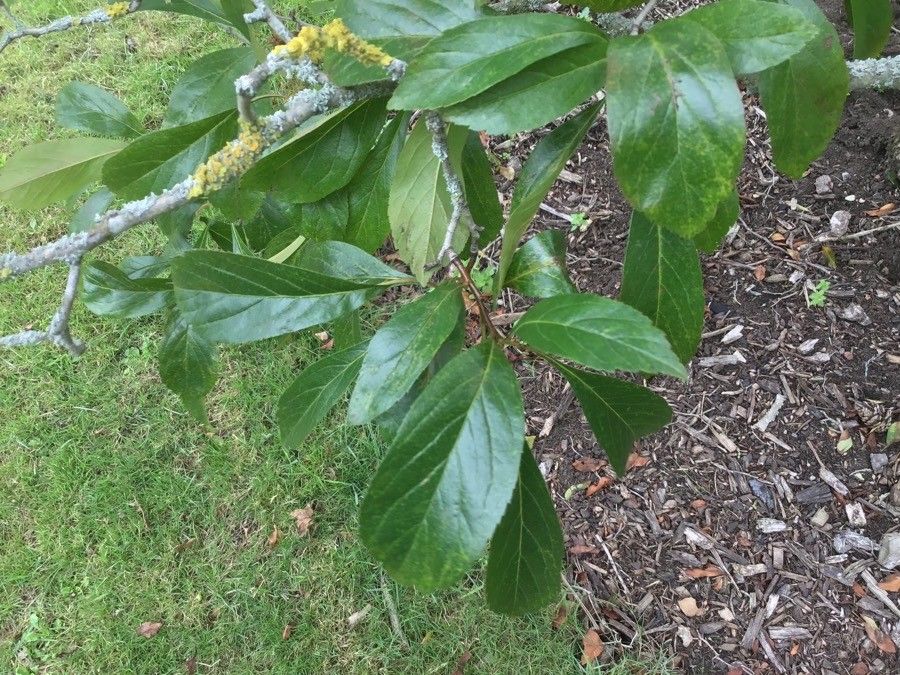 Crataegus brainerdii habit