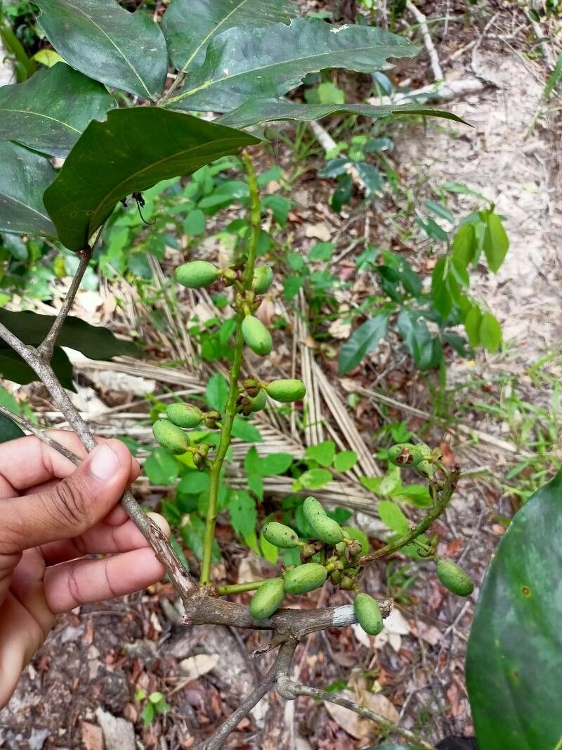 Swartzia apetala fruit