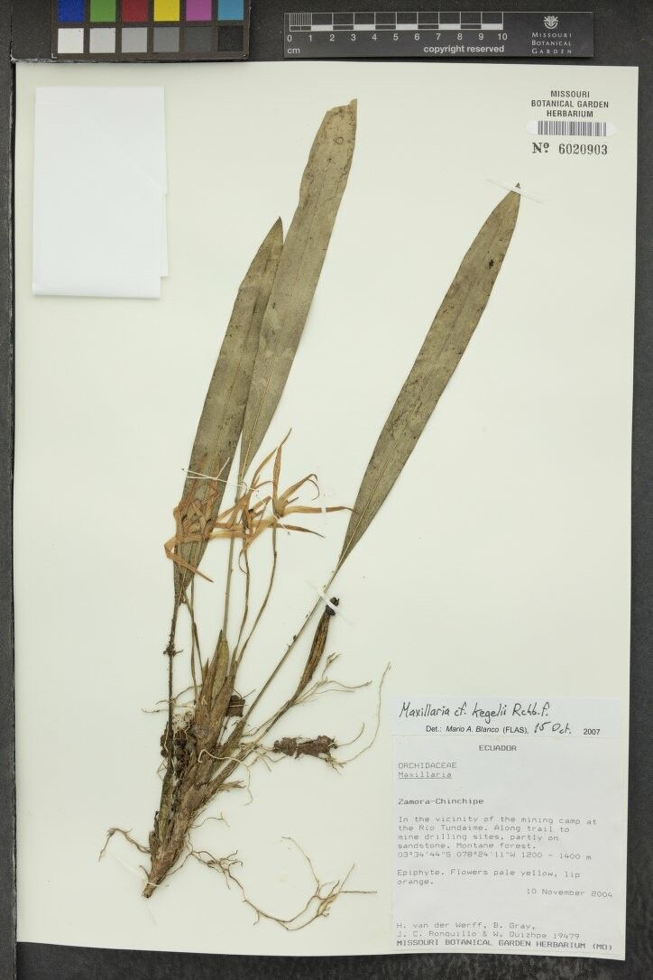 Maxillaria kegelii other
