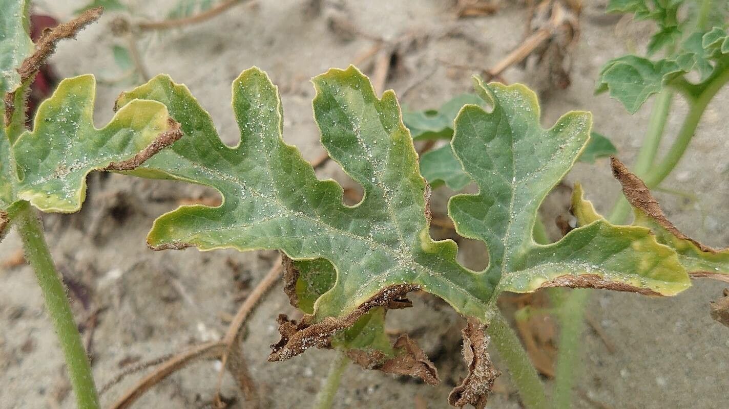Citrullus colocynthis leaf