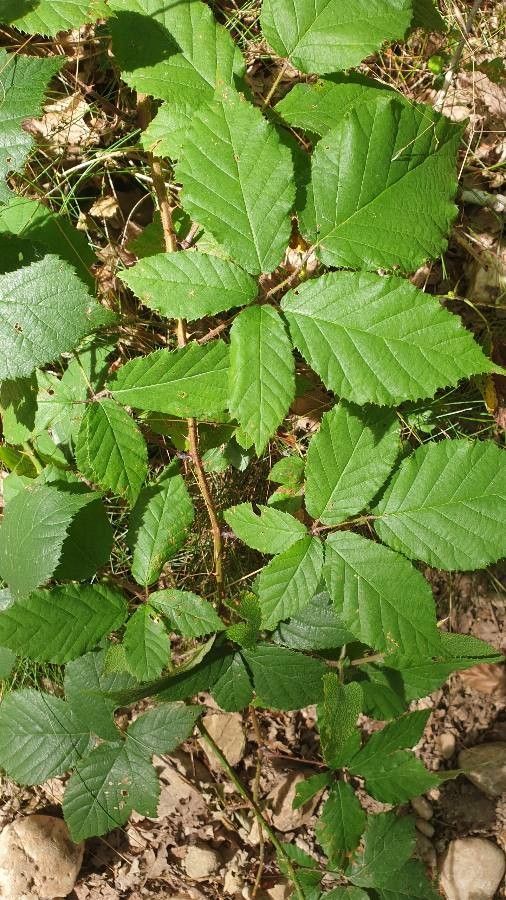 Rubus radula leaf