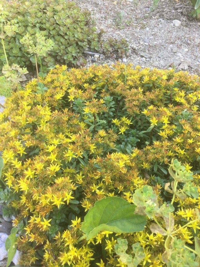 Sedum hybridum habit