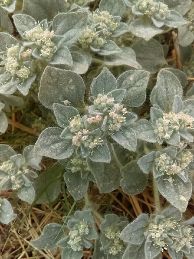 Croton setigerus — search result for 'Euphorbiaceae'