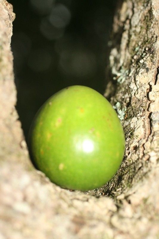 Mimusops balata fruit