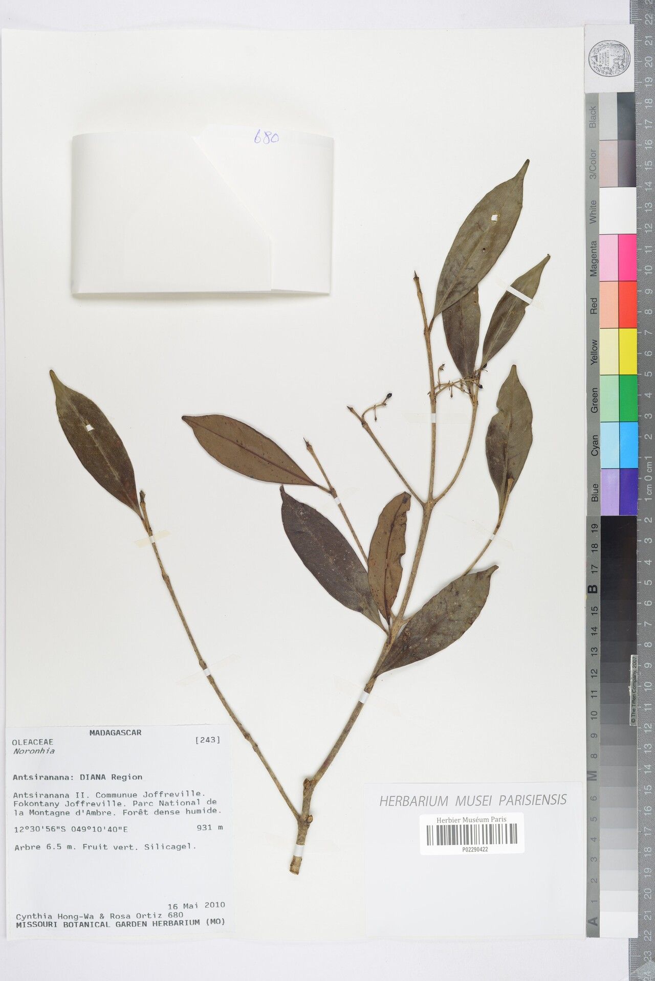 Noronhia stevensiana — houseplant care guide