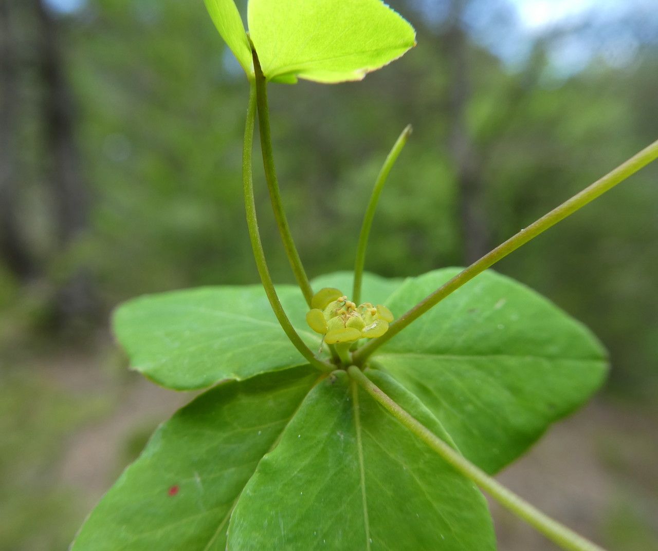Euphorbia dulcis flower