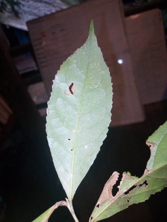 Symplocos martinicensis — houseplant care guide