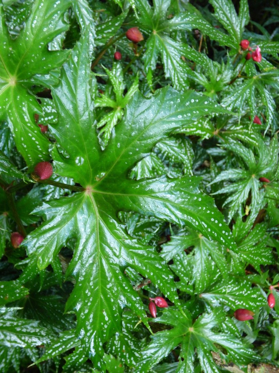 Begonia diadema leaf
