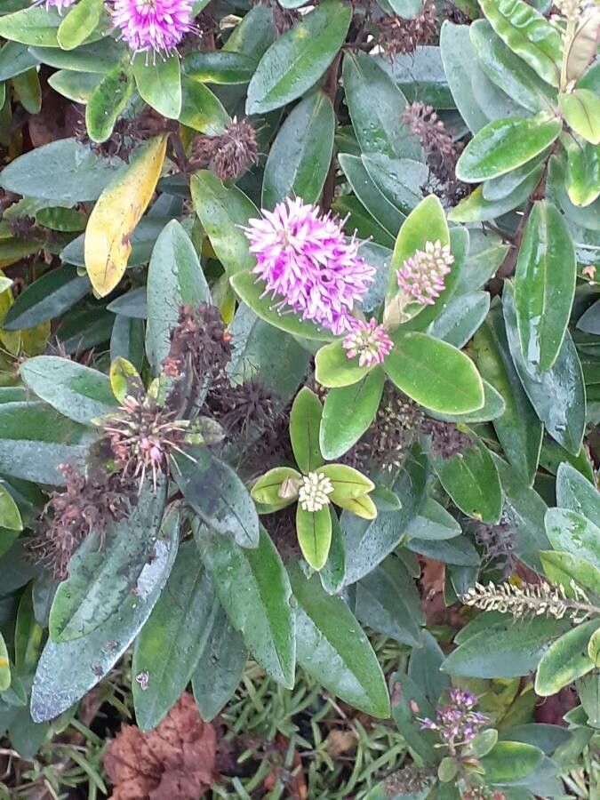 Veronica speciosa flower