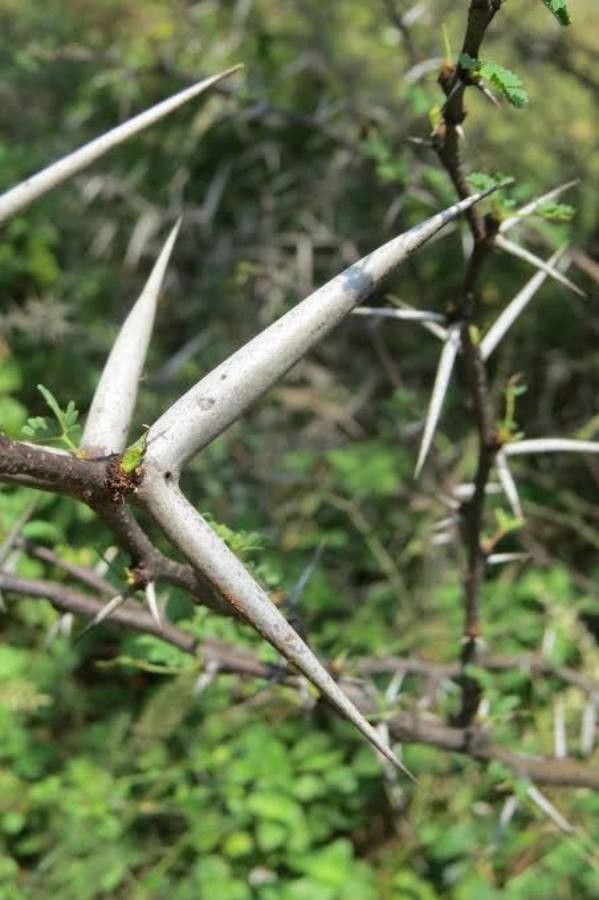 Vachellia horrida leaf
