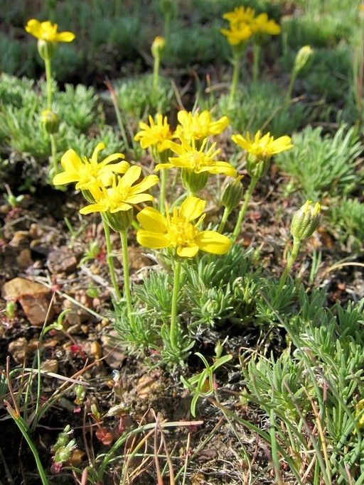 Nestotus stenophyllus flower
