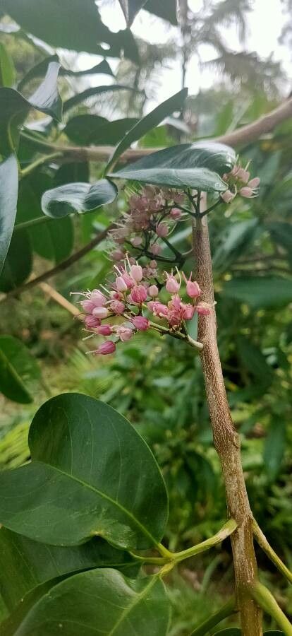 Melicope elleryana flower