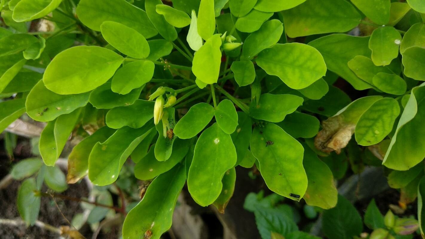 Oxalis frutescens — search result for 'Oxalis'