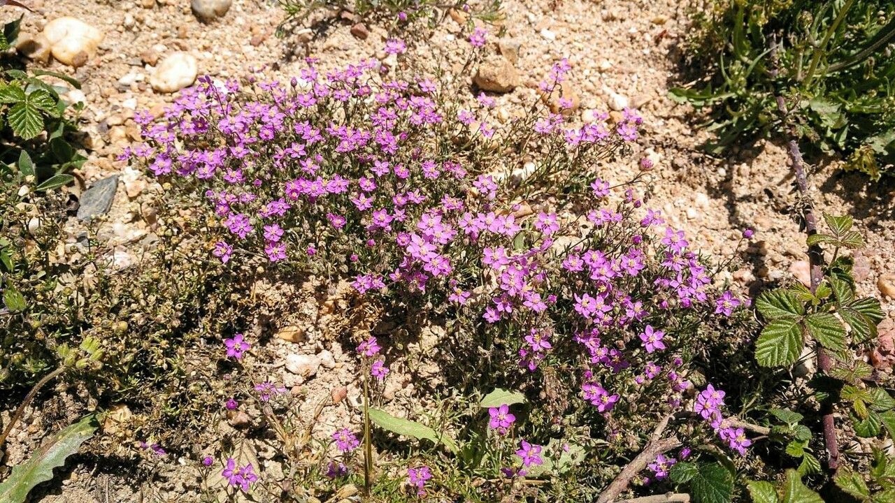 Spergula purpurea habit