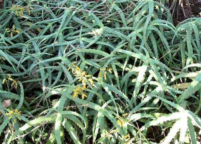 Aloe confusa — houseplant care guide