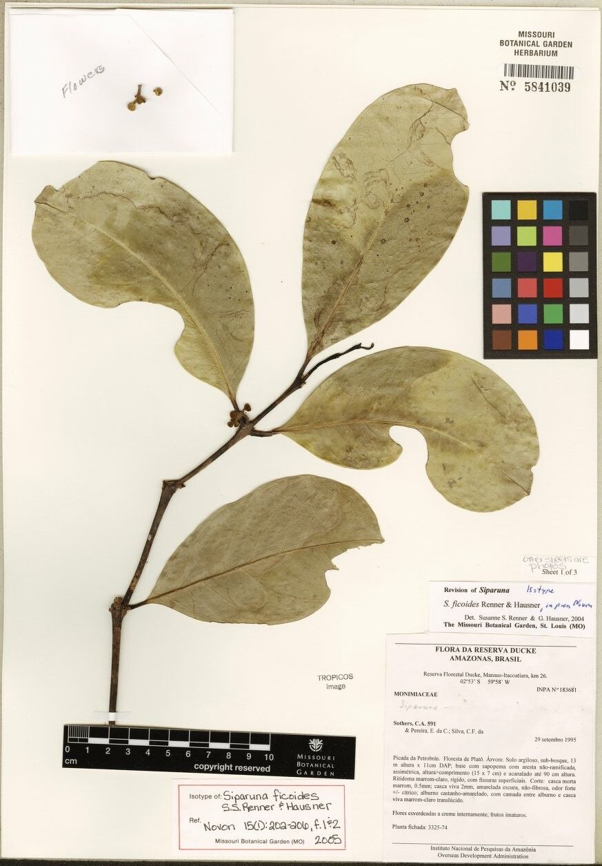 Siparuna ficoides — houseplant care guide