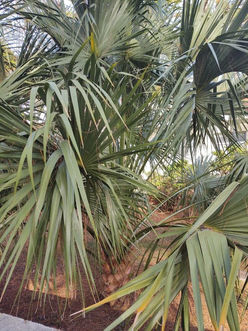 Sabal palmetto — salt tolerant houseplant