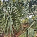 Sabal palmetto