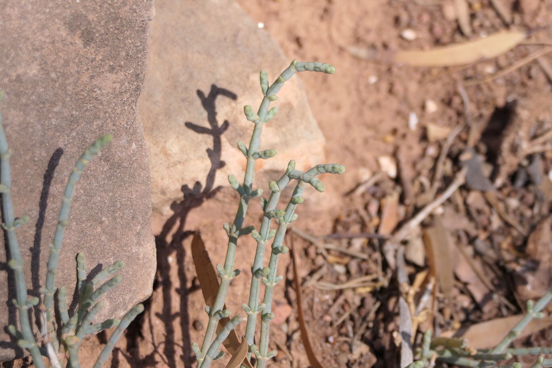 Anabasis prostrata — related species from the same genus