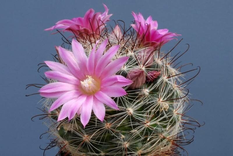 Mammillaria longiflora flower