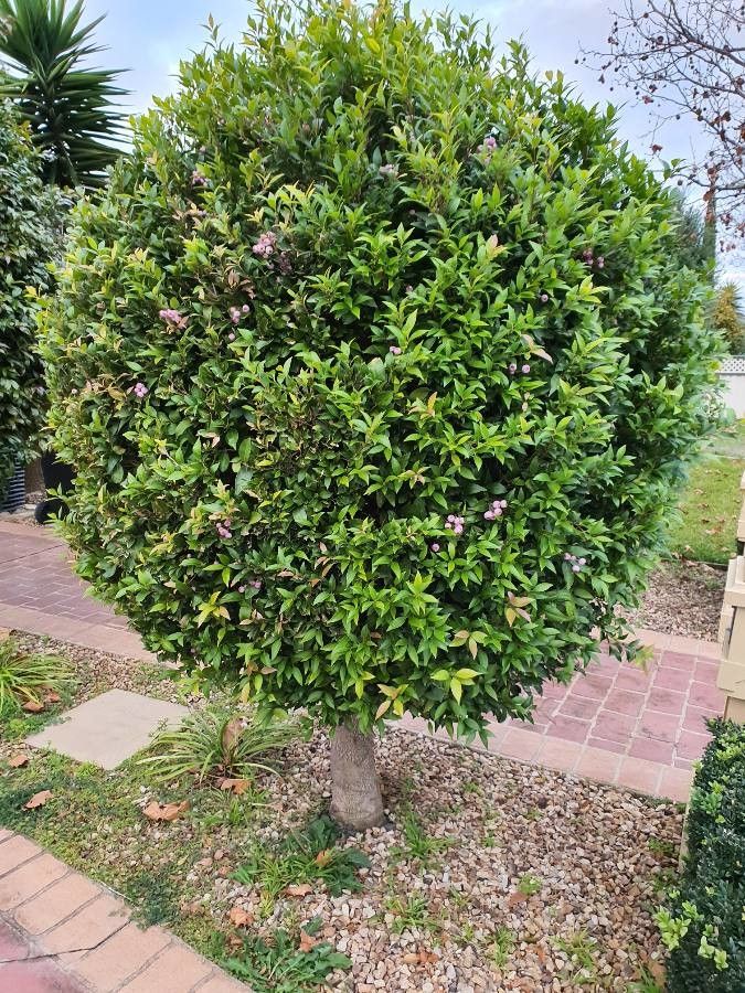 Syzygium oleosum leaf