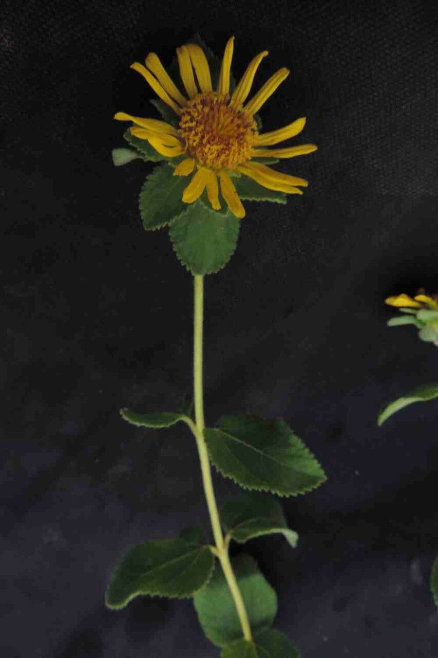 Aspilia platyphylla leaf