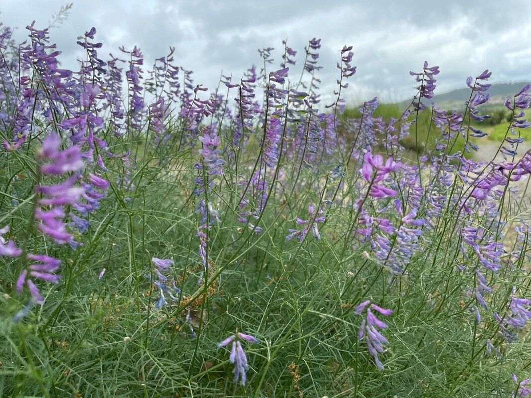 Vicia dalmatica flower