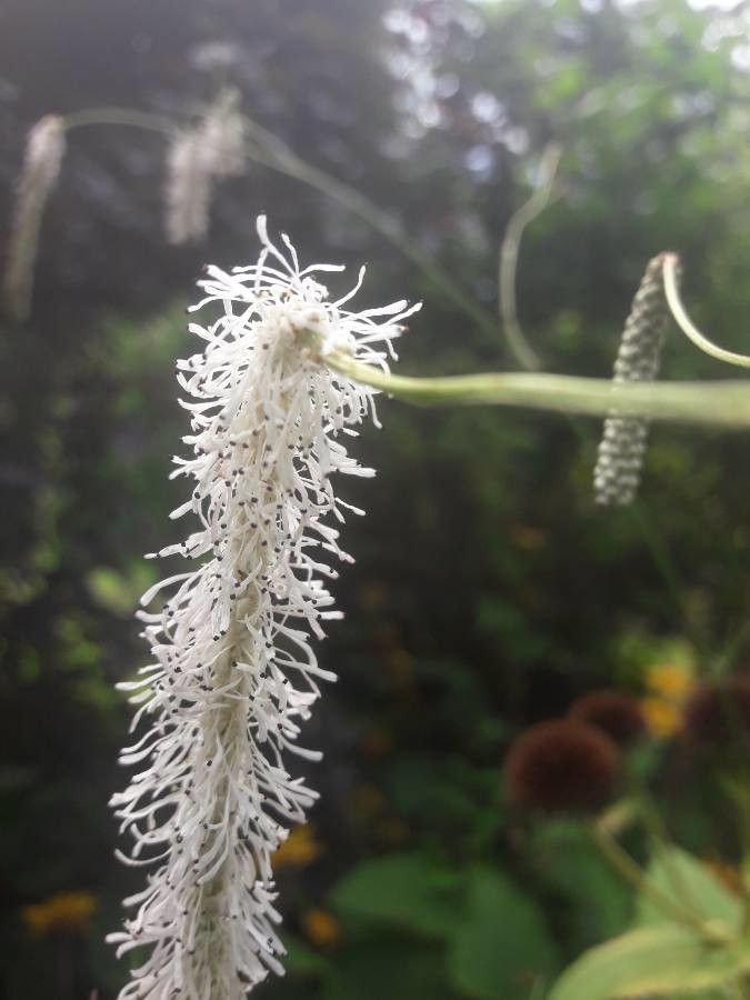 Sanguisorba alpina flower