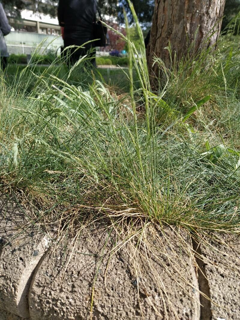 Festuca arvernensis — search result for 'Festuca'