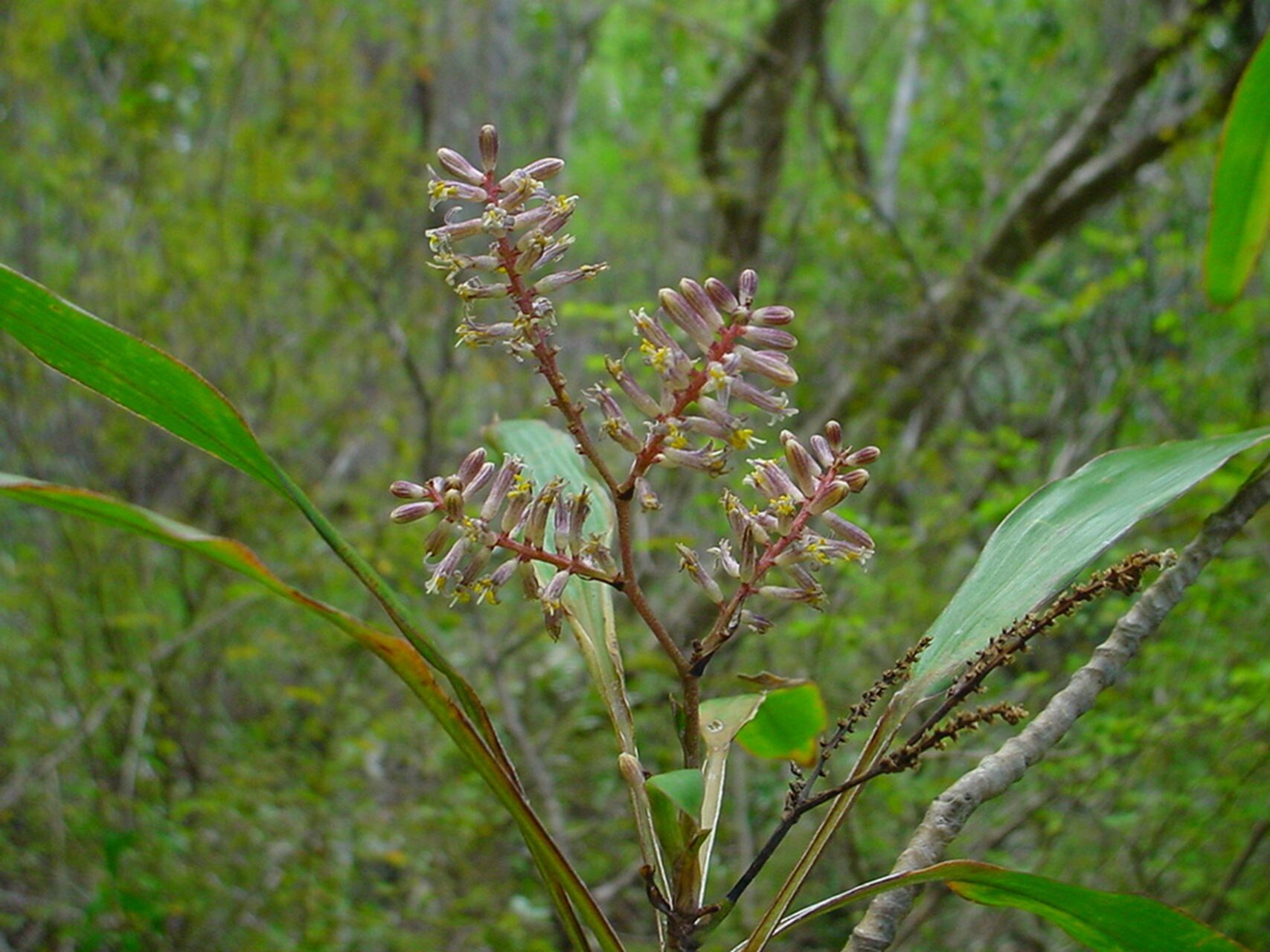 Cordyline neocaledonica flower