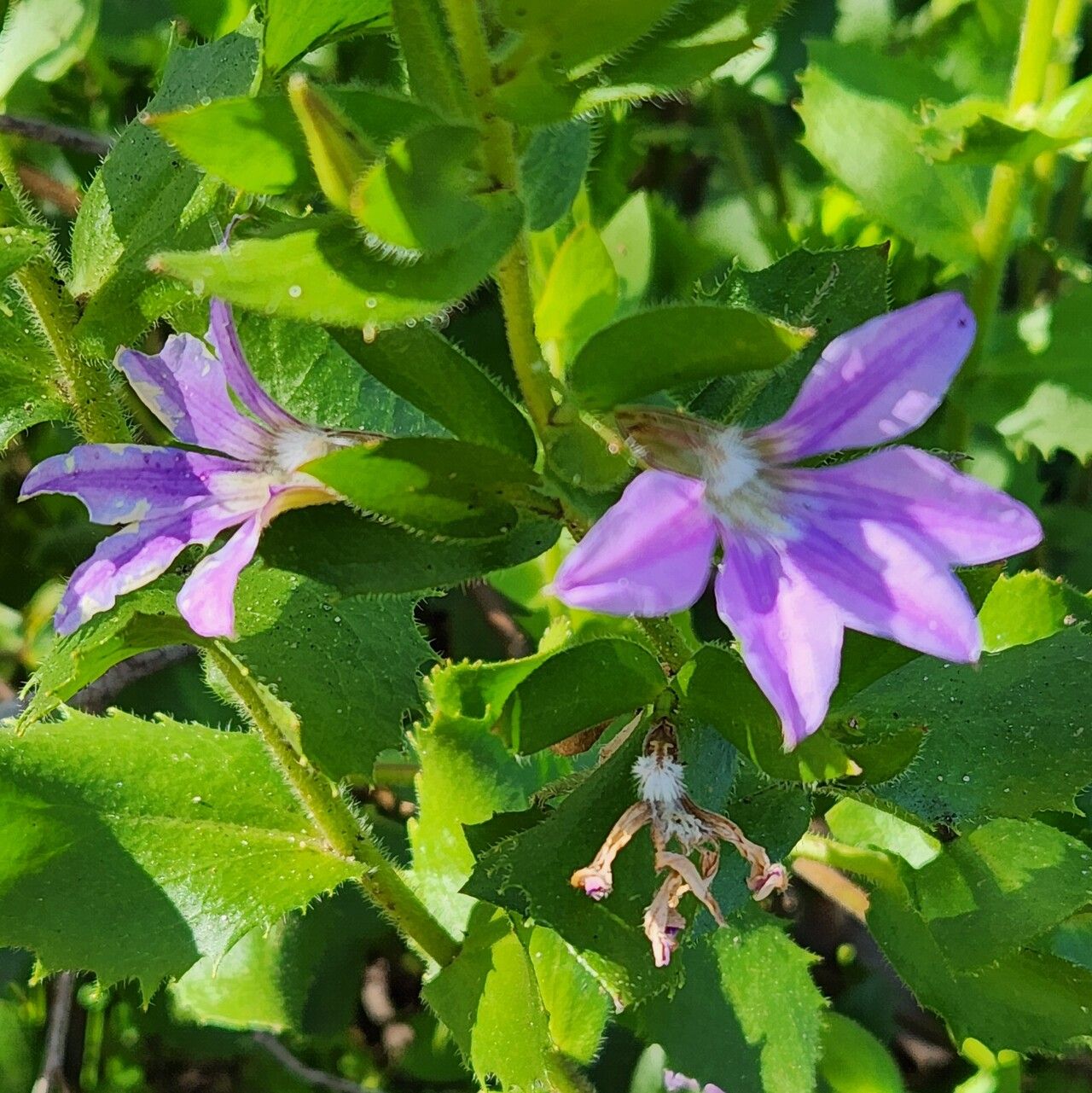 Scaevola platyphylla — search result for 'Scaevola'