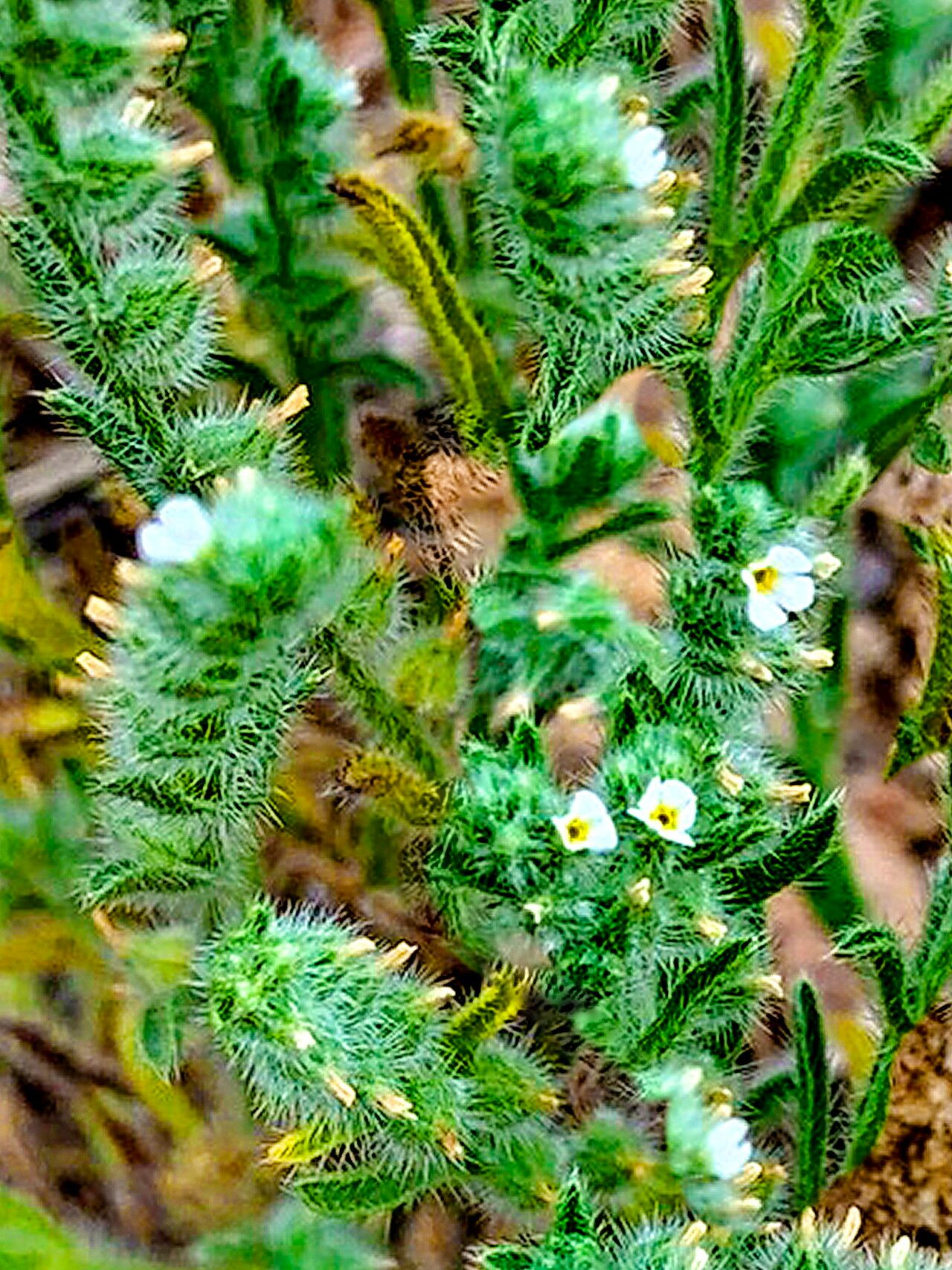 Johnstonella mexicana — related species from the same genus