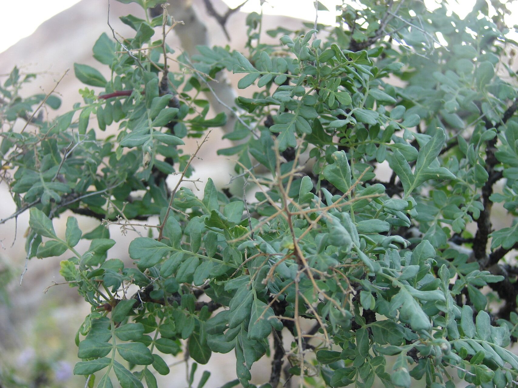 Pachycormus discolor — houseplant care guide