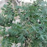 Pachycormus discolor