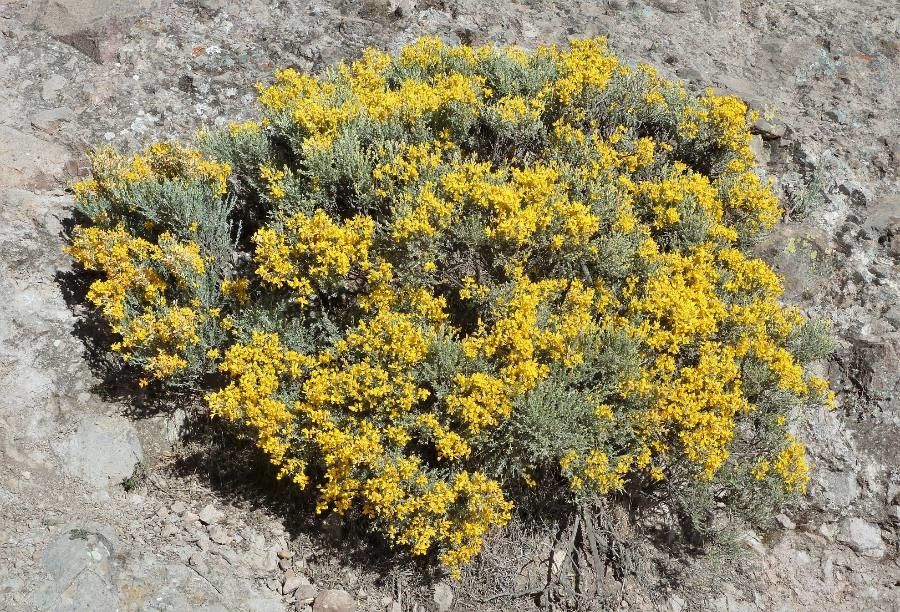 Genista microphylla habit
