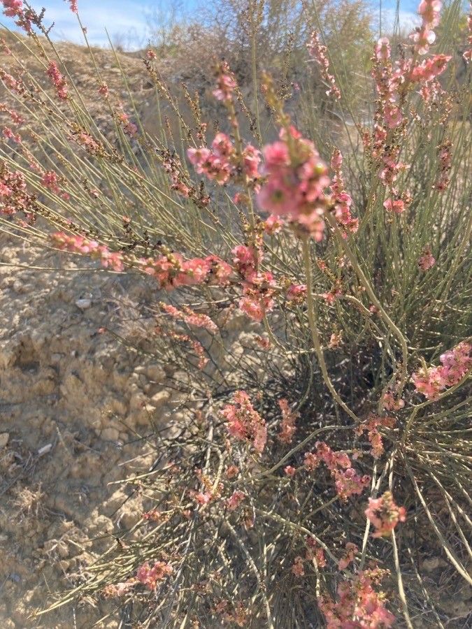 Salsola genistoides fruit